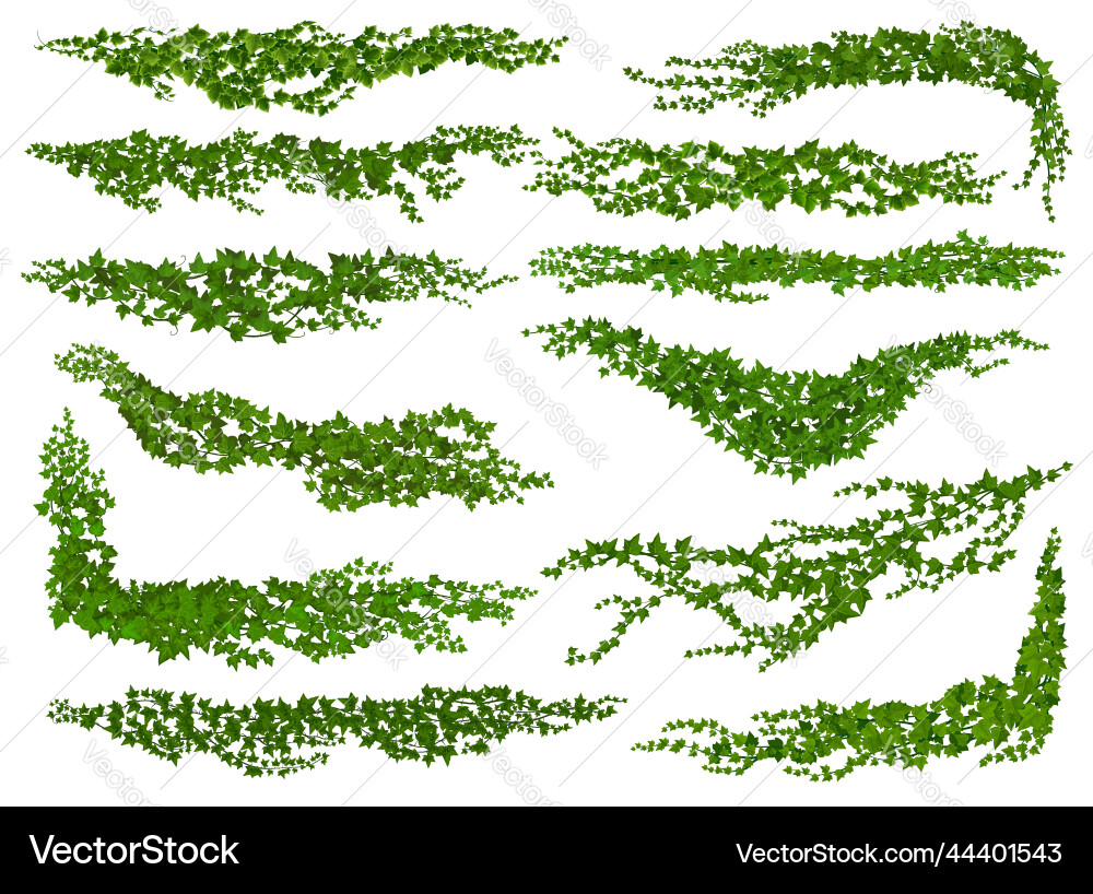 Isolierte ivy lianas Naturteiler oder Ecken Isolierte ivy lianas Naturteiler oder Ecken vektorbild
