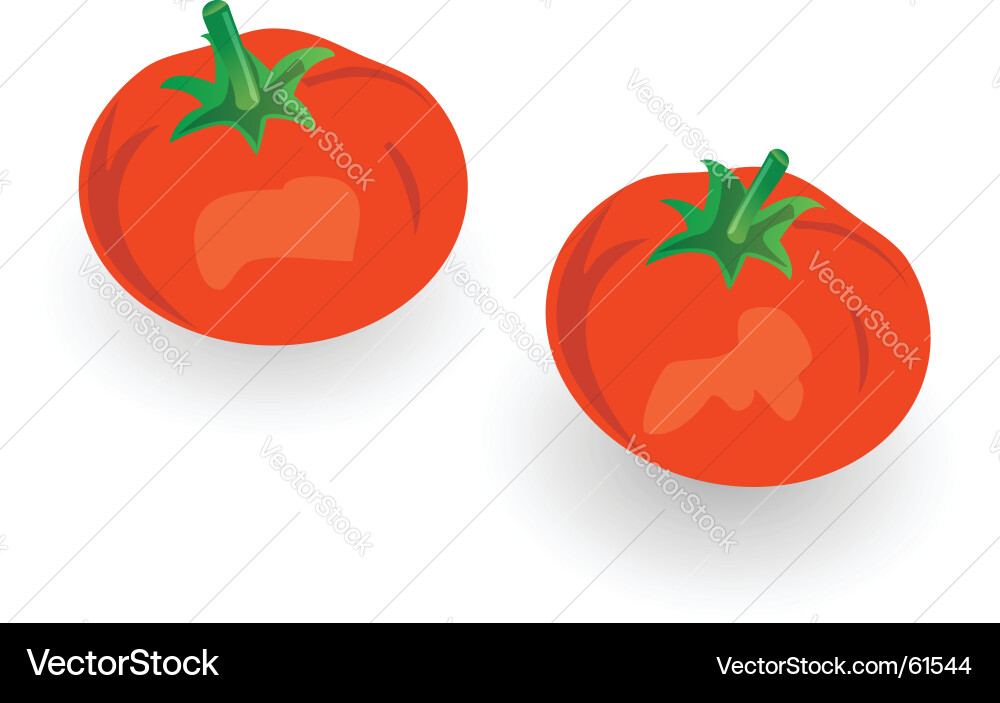 Red tomatoes Royalty Free Vector Image - VectorStock