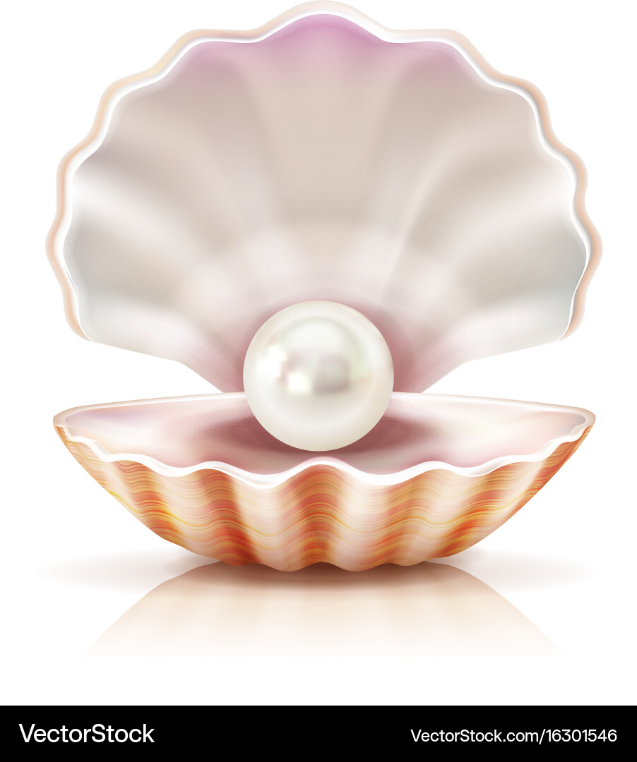 Realistic Pearl in Open Shell Vector Image