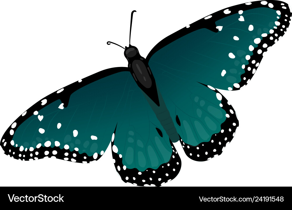 Multicolor realistisch isoliert Schmetterling Multicolor realistisch isoliert Schmetterling vektorbild