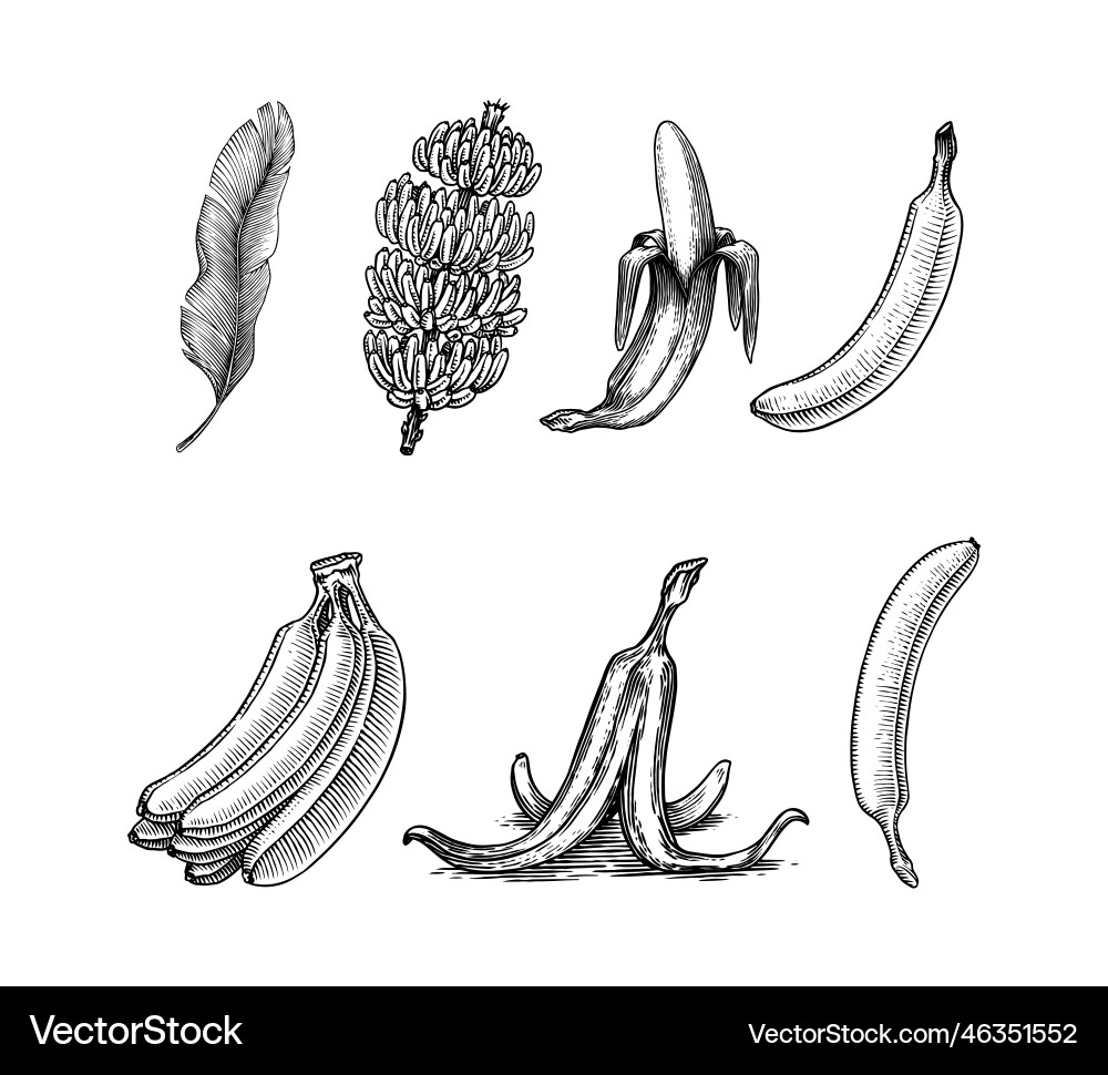 Banana fruit and palm leaves hand drawn with ink Banana fruit and palm leaves hand drawn with ink vector image
