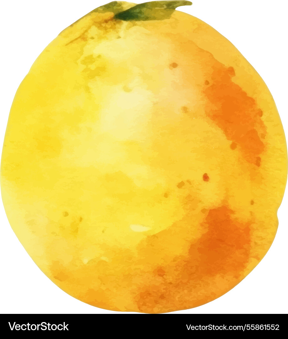 Watercolor painted passion fruit hand drawn fresh Watercolor painted passion fruit hand drawn fresh vector image