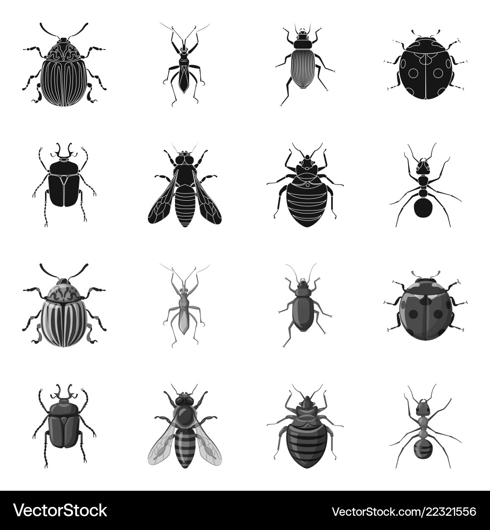 Isolated object of insect and fly icon set vector image