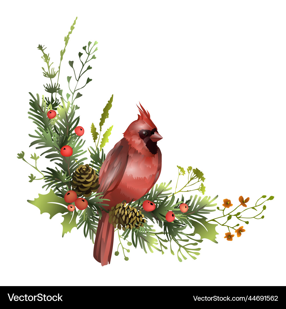 Red cardinal bird sitting on pine branch Red cardinal bird sitting on pine branch vector image