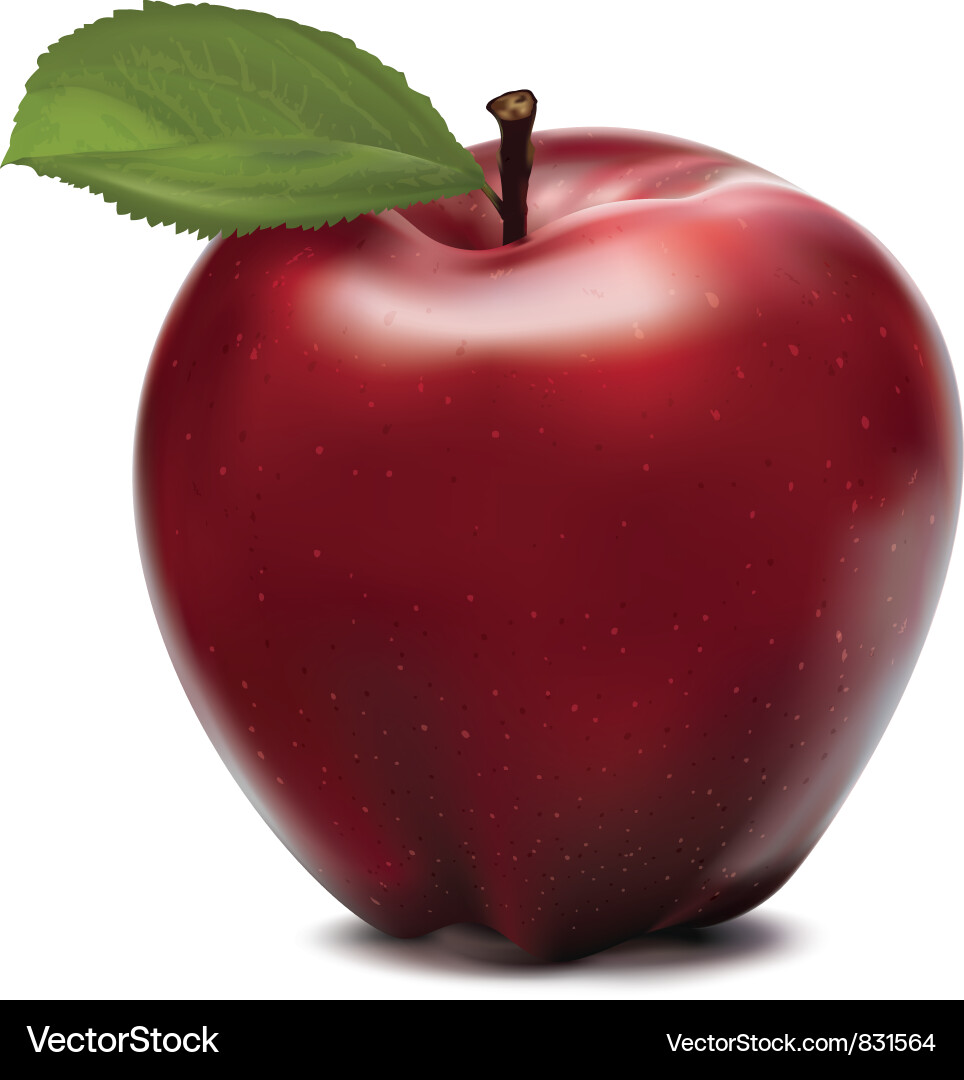 Ripe Red Apple on White Background Vector Image