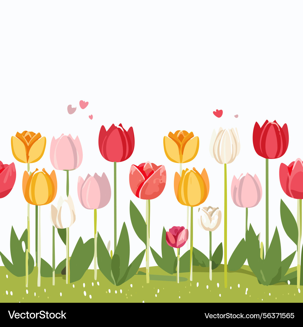 Tulip fields in spring Vector Image