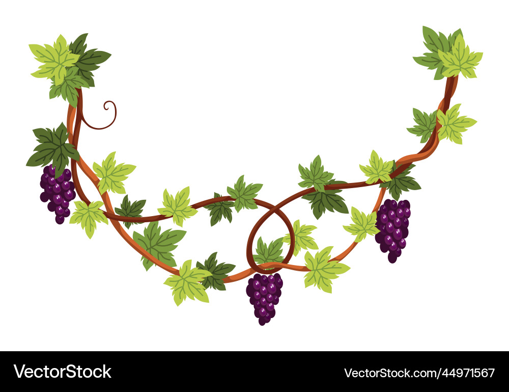 Grape bunch cluster of berries and leaves Vector Image