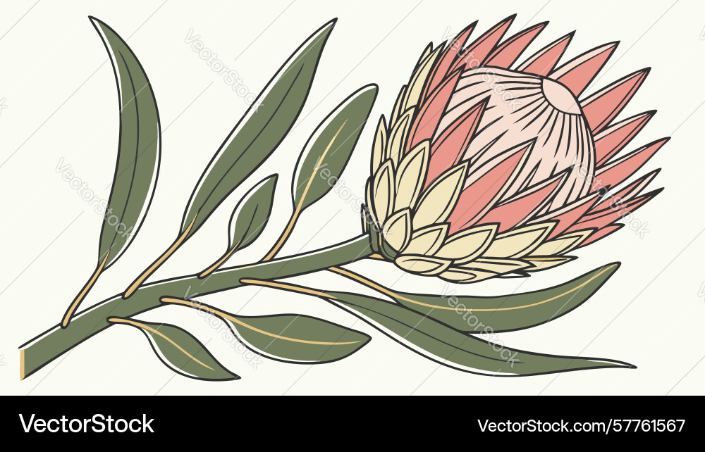 Protea flower branch design generative ai Vector Image