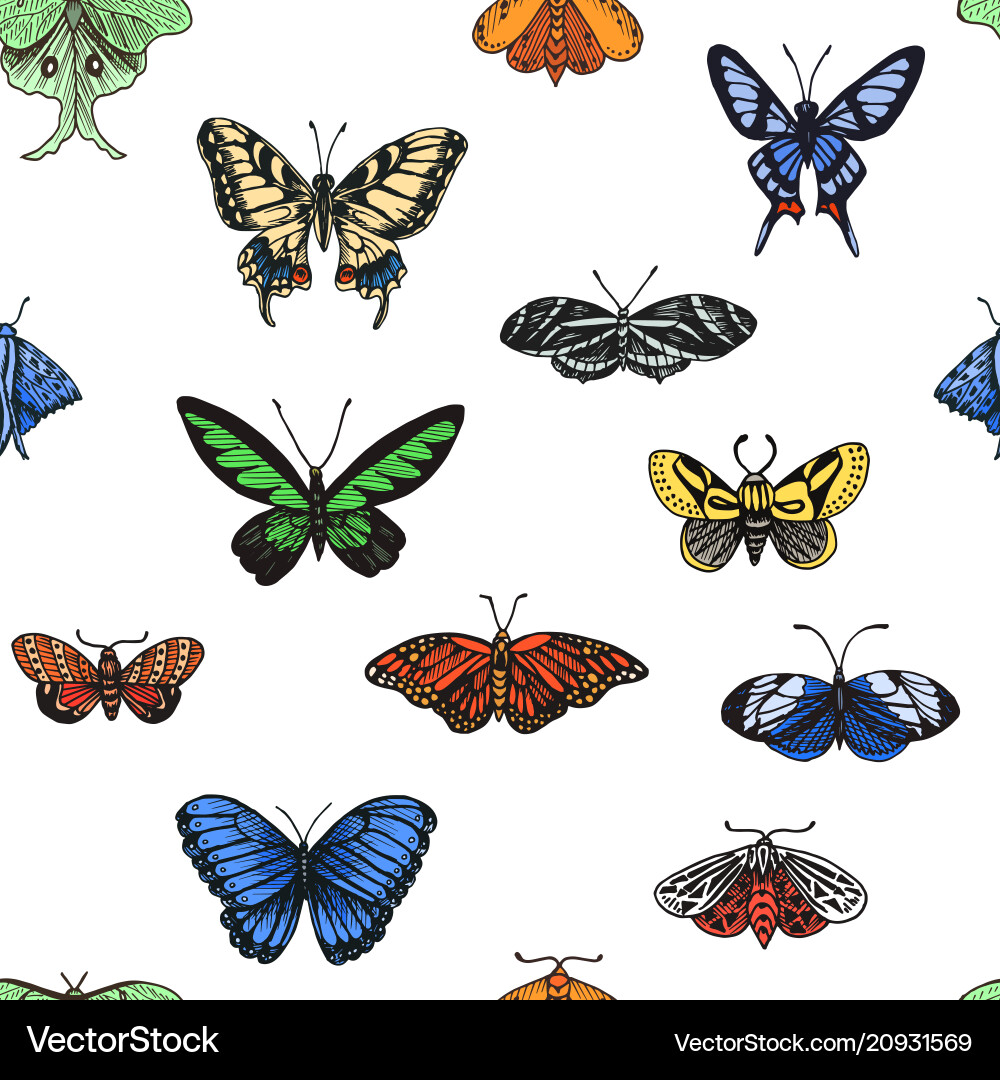 Butterfly Sketch Ornament Vector Image