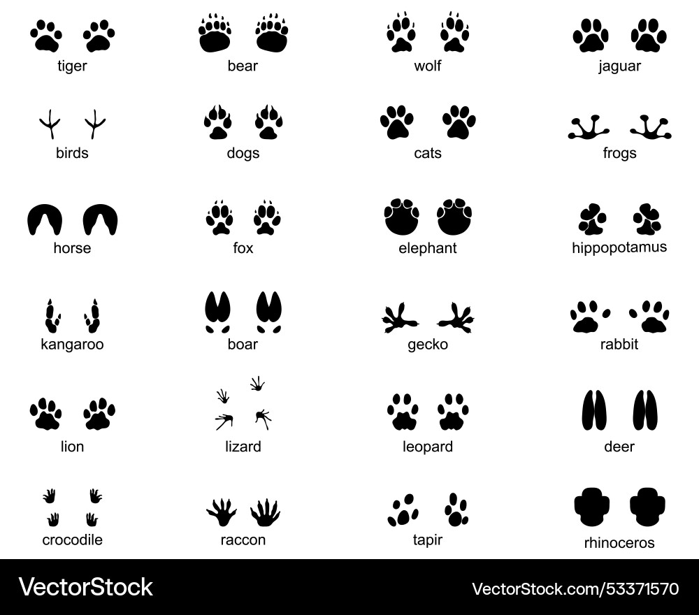 Set of footprints wild animals Set of footprints wild animals vector image