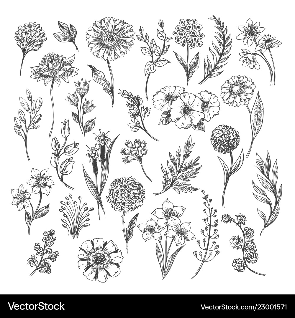 Vintage flower and herbs sketch Vintage flower and herbs sketch vector image