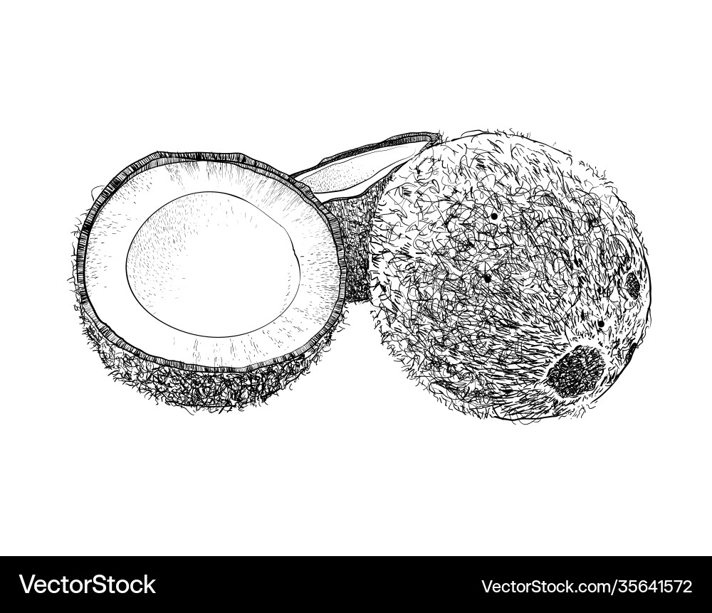 Broken coconut and shell pattern drawingon Broken coconut and shell pattern drawingon vector image