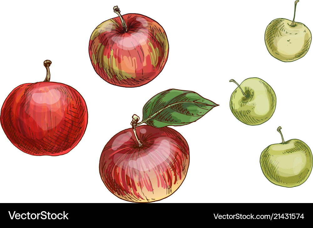 Set of different apples isolated on white Set of different apples isolated on white vector image