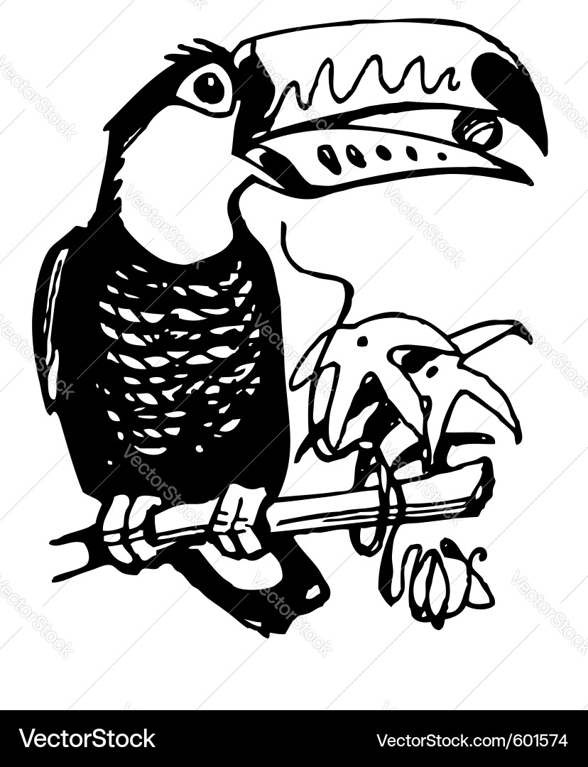 Toucan Vector Image