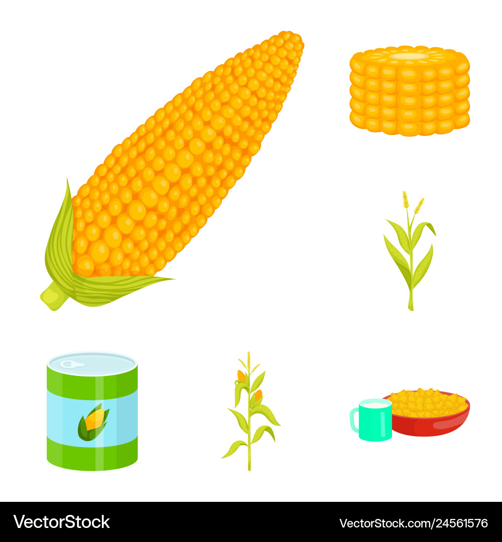 Isolated object of maize and food symbol Isolated object of maize and food symbol vector image