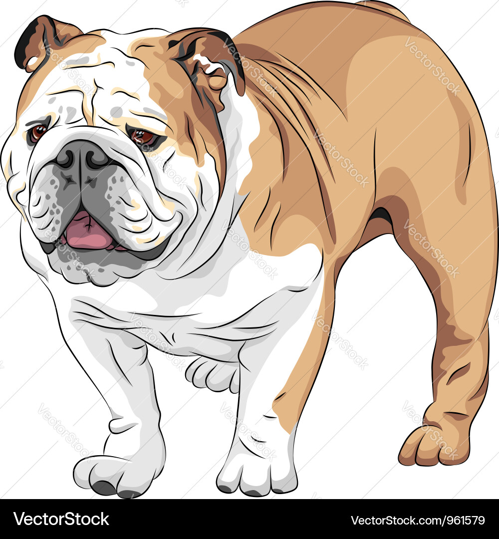Cute English Bulldog Portrait Vector Image