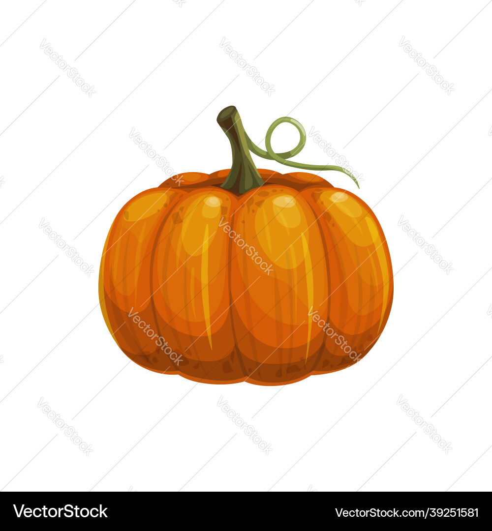Ripe pumpkin with stem isolated autumn vegetable Ripe pumpkin with stem isolated autumn vegetable vector image