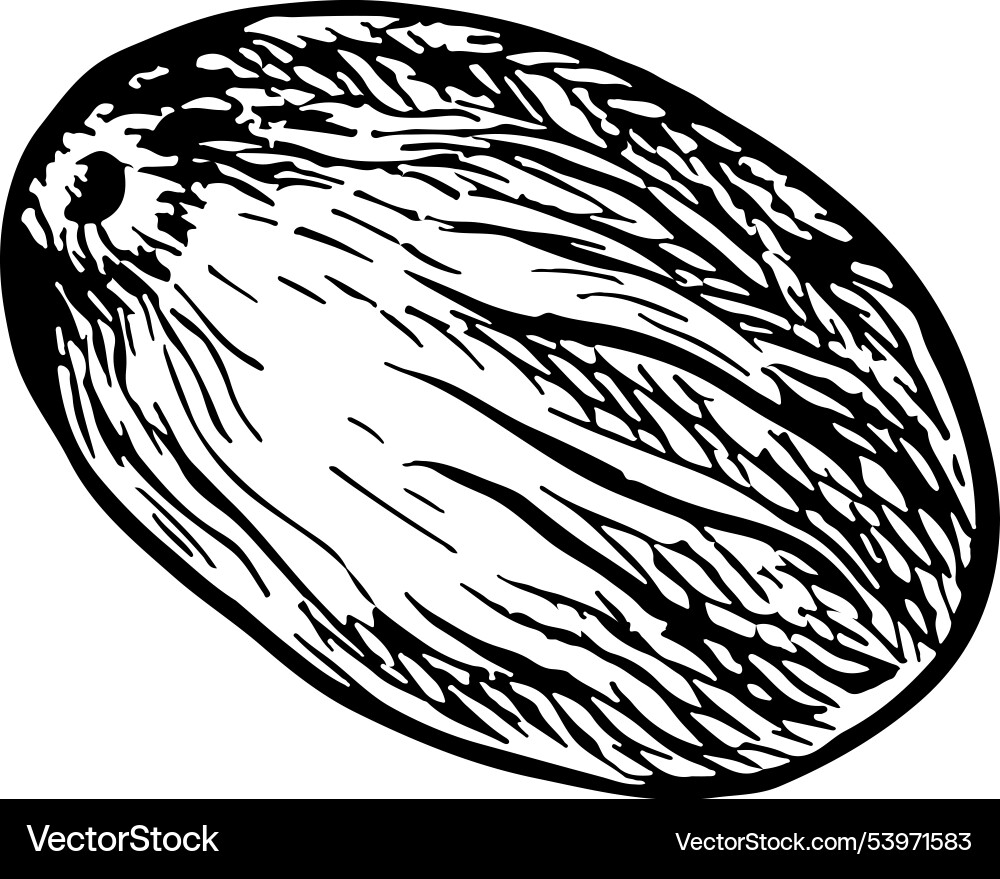 Nutmeg graphics of fragrant spices Nutmeg graphics of fragrant spices vector image