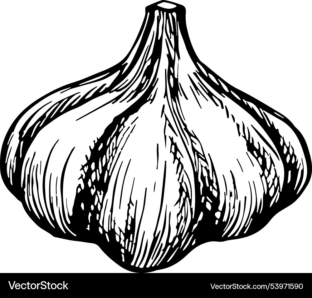 Garlic graphics with the image of fragrant Vector Image