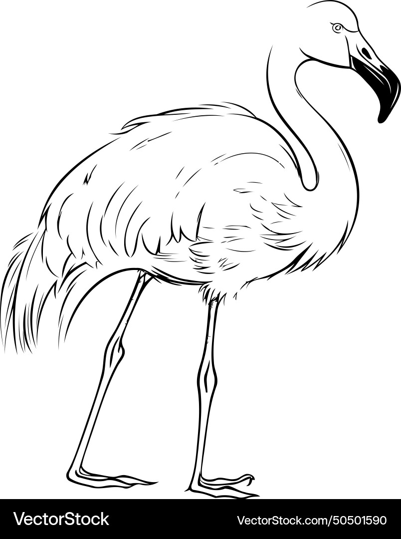 Sketch flamingo Royalty Free Vector Image VectorStock