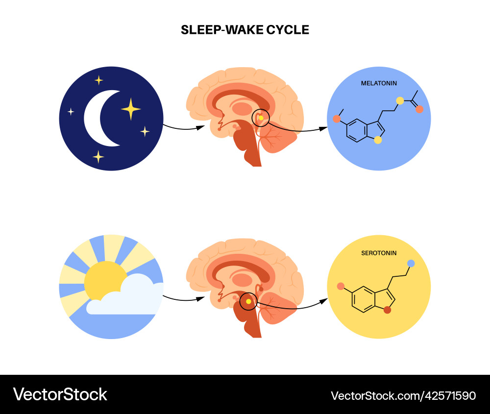 Sleep-Wake Cycle & Hormones Royalty Free Vector Image