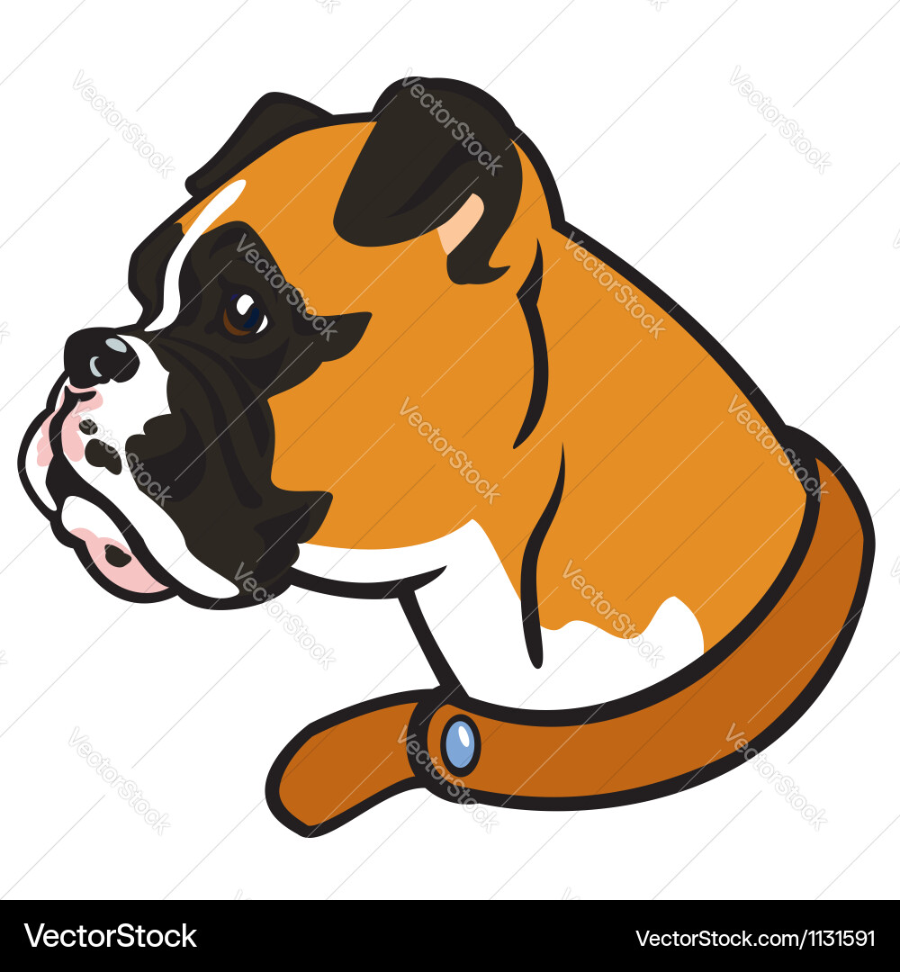 Boxer Head Royalty Free Vector Image Vectorstock Boxer Head Royalty Free Vector Image Vectorstock