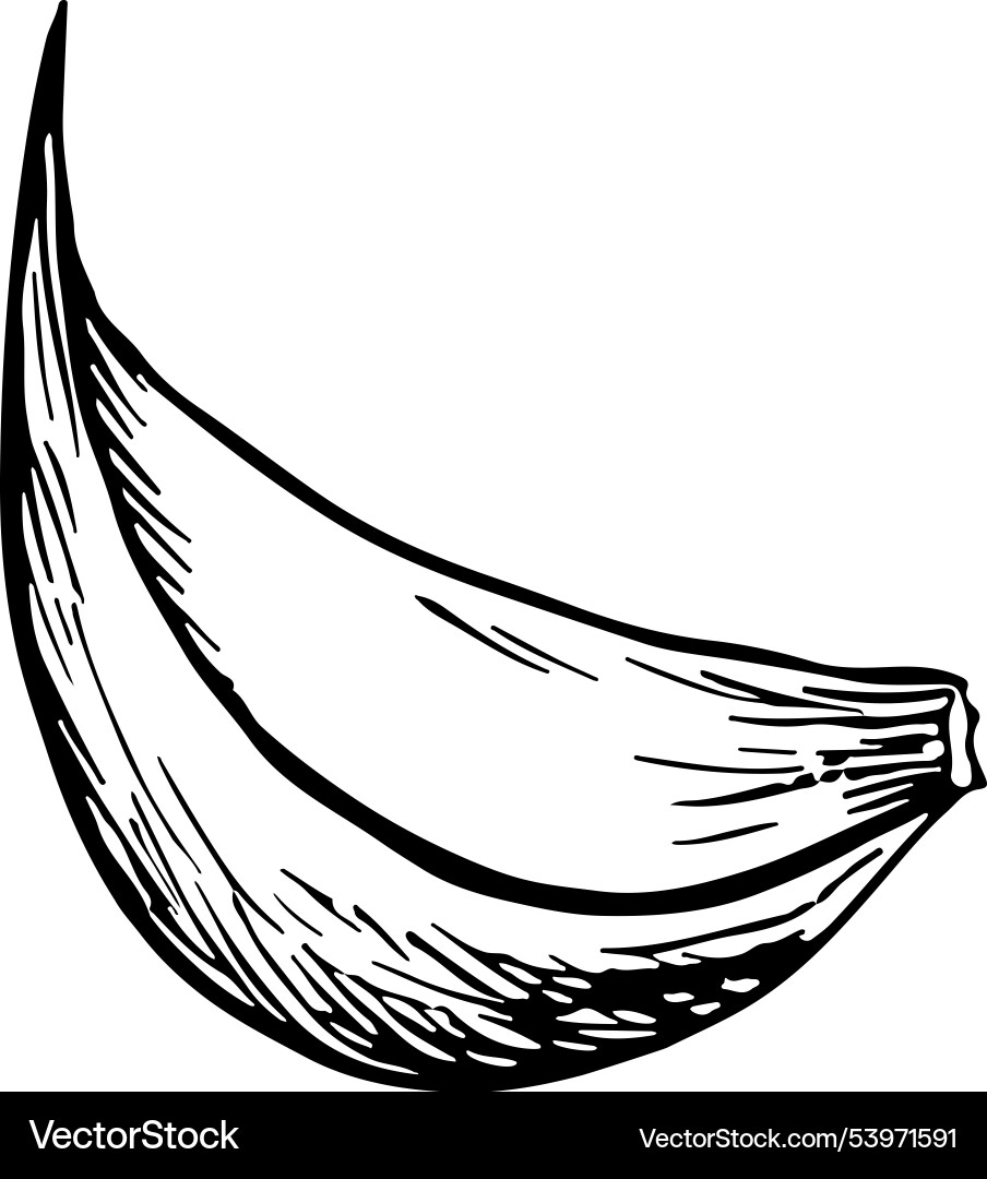 Garlic graphics with the image of fragrant Garlic graphics with the image of fragrant Vector Image