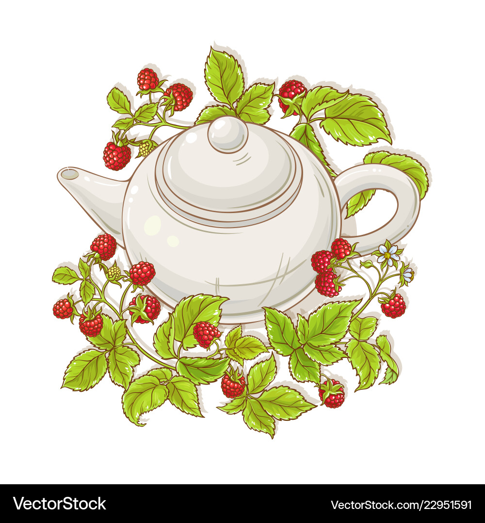 Raspberry Tea in Teapot Vector Image