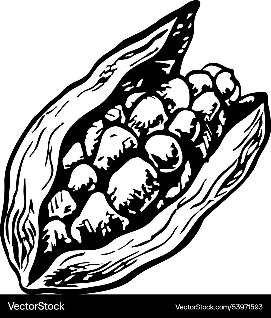 Cardamom graphics with the image Cardamom graphics with the image vector image