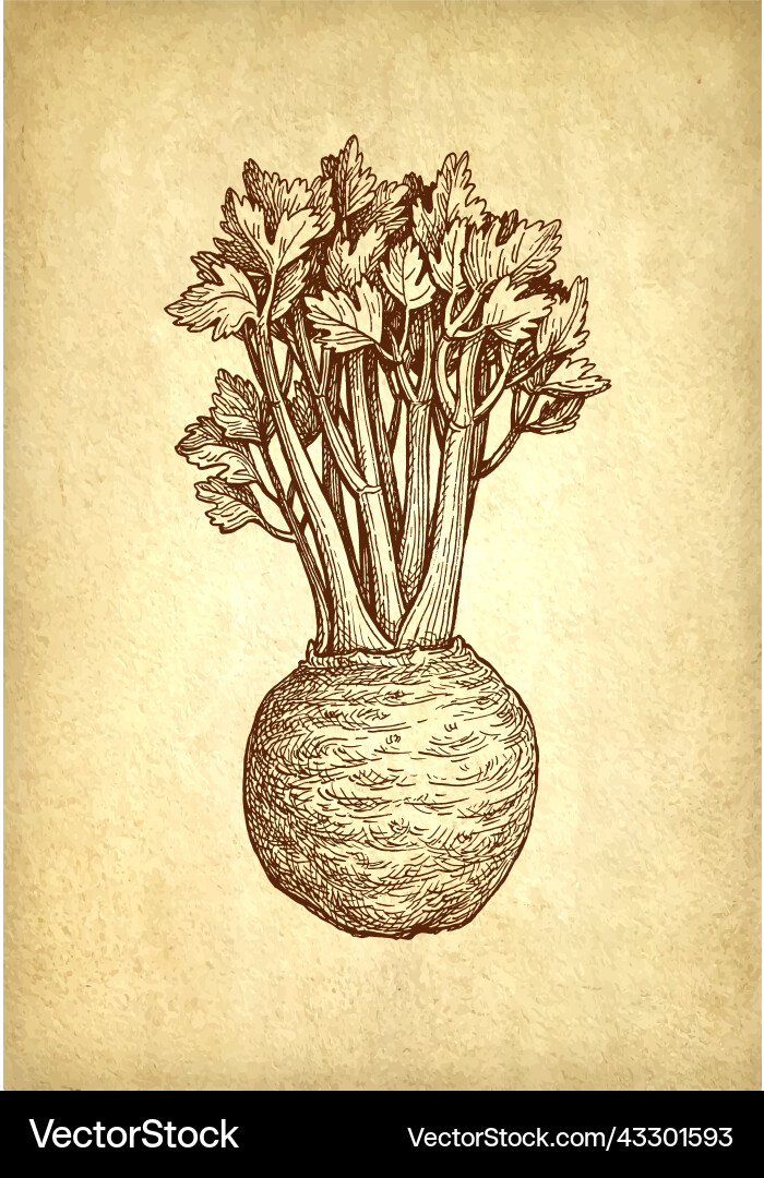 Celery Sketch - Botanical Art Vector Image