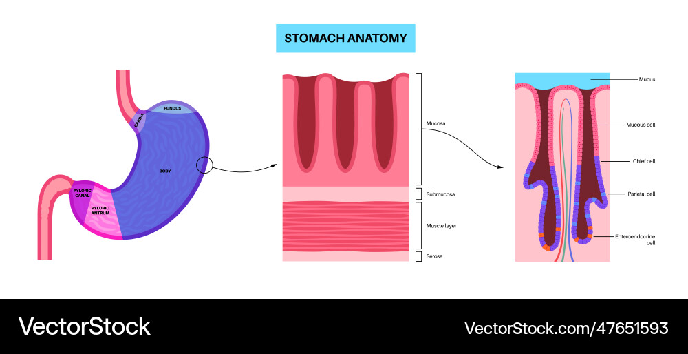 Mucous membrane structure Vector Image