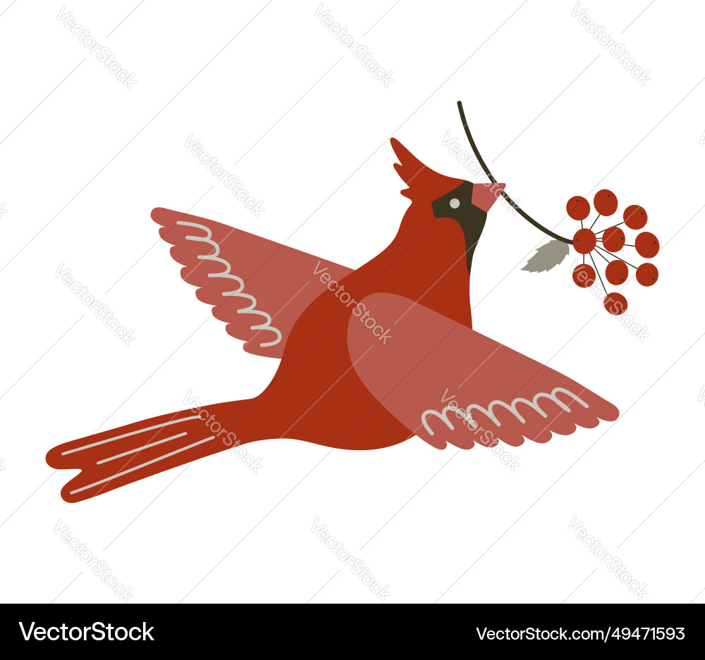 Northern cardinal bird with red berries cute Northern cardinal bird with red berries cute vector image