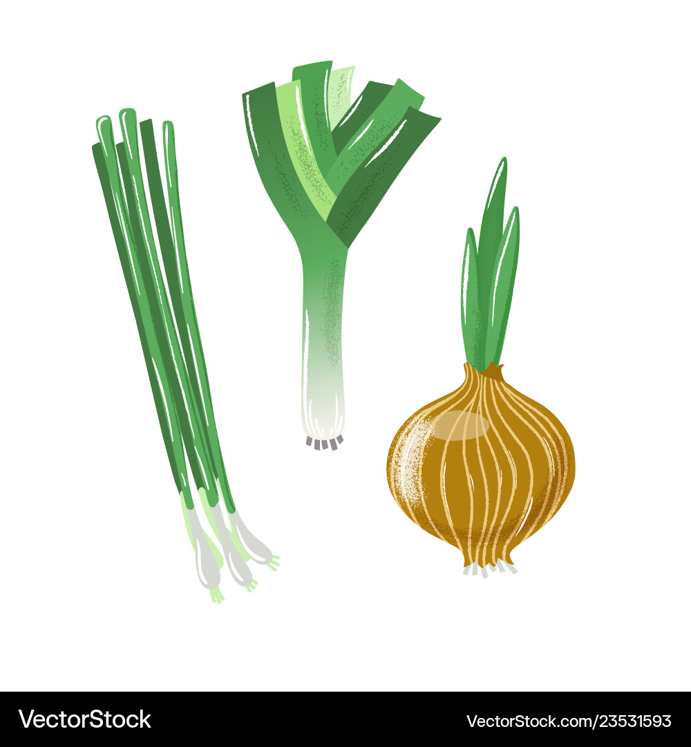 Spring Onion & Leek Set vector image