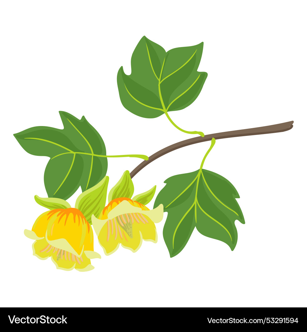 Drawing branch of tulip tree Vector Image