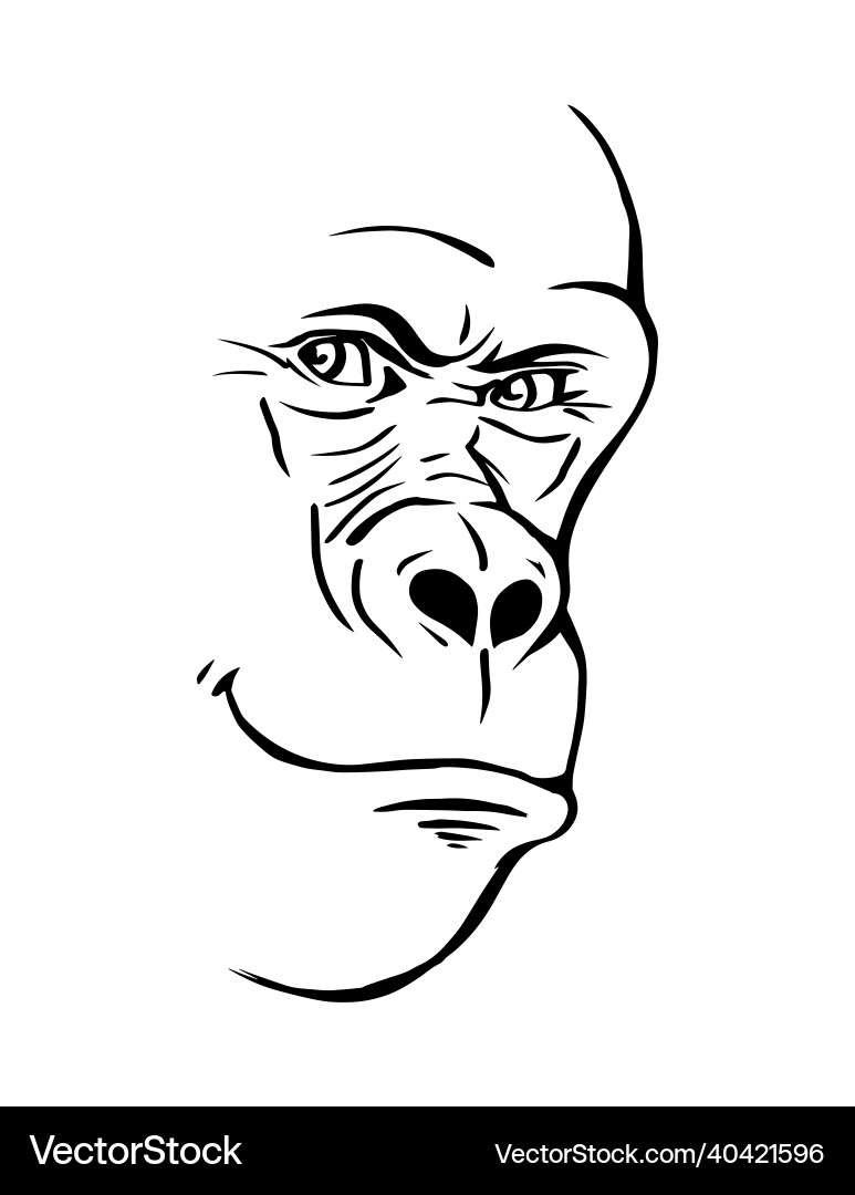 A sketch of gorilla face A sketch of gorilla face vector image