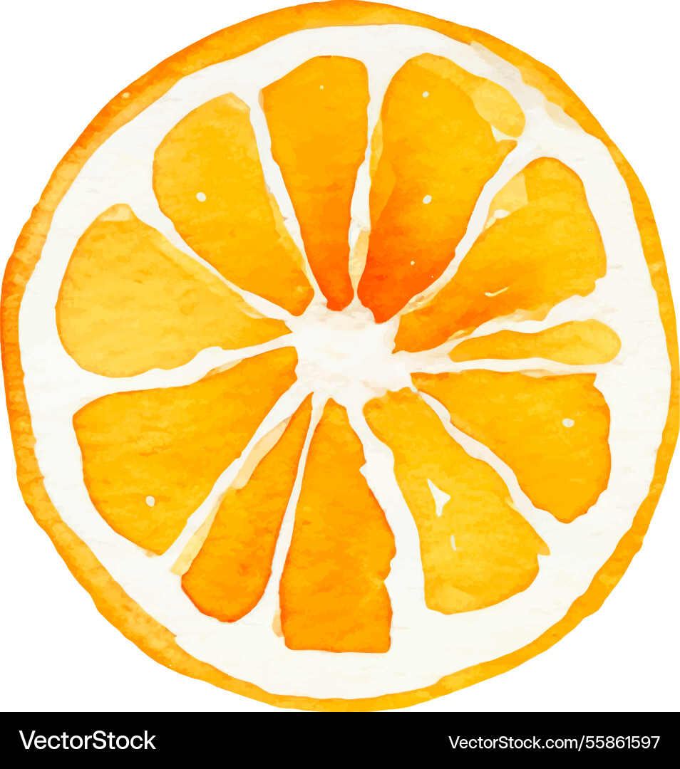 Aquarell bemalte orange Frucht hand gezogen frisch Aquarell bemalte orange Frucht hand gezogen frisch vektorbild