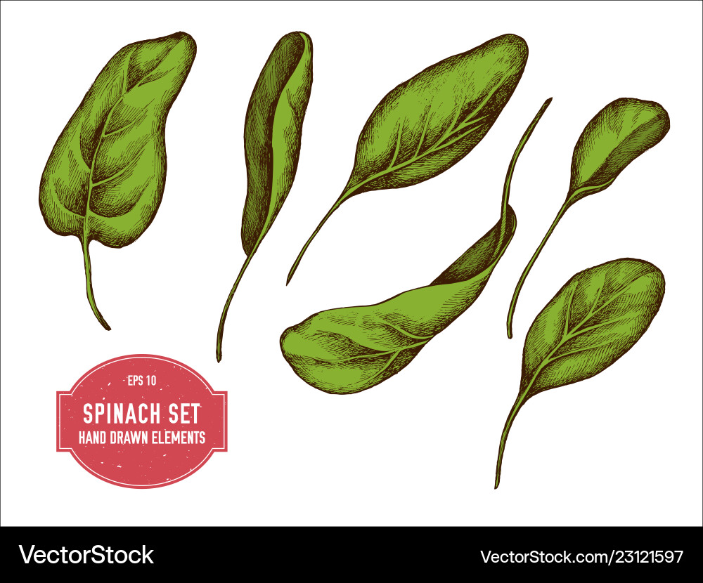 Collection of hand drawn colored spinach Collection of hand drawn colored spinach vector image