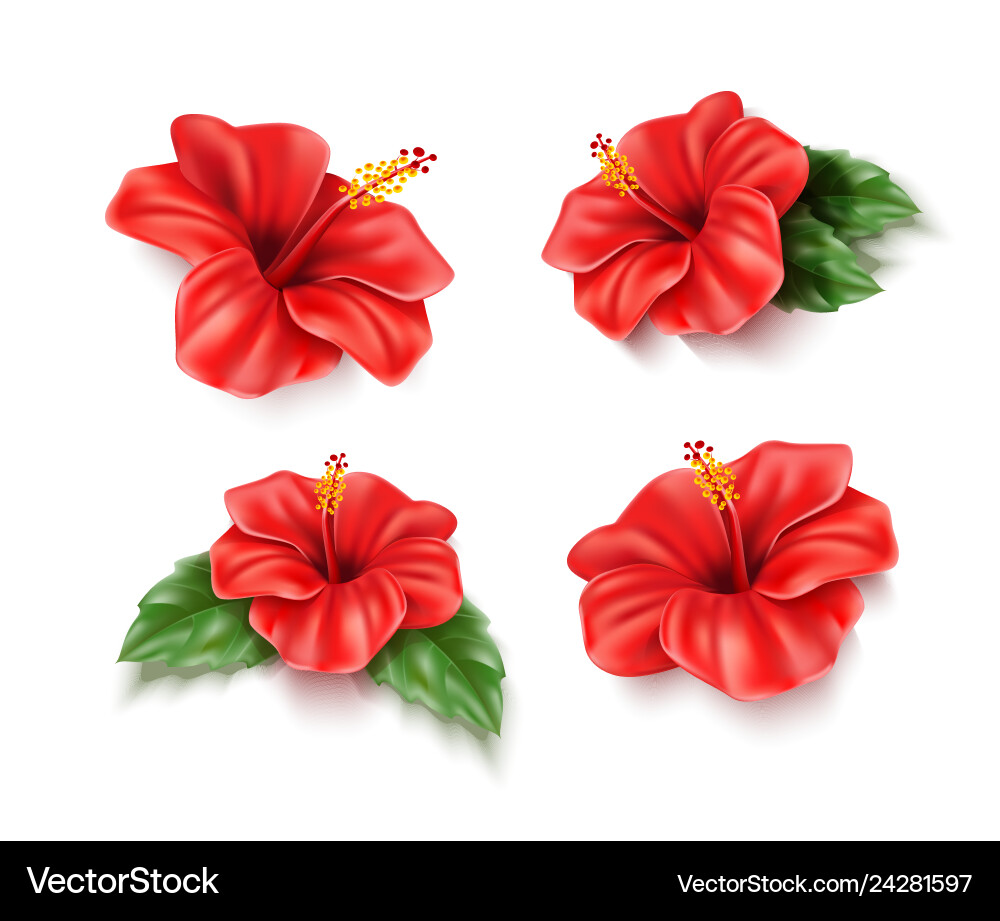 Red hibiscus realistic tropical flower set Red hibiscus realistic tropical flower set vector image