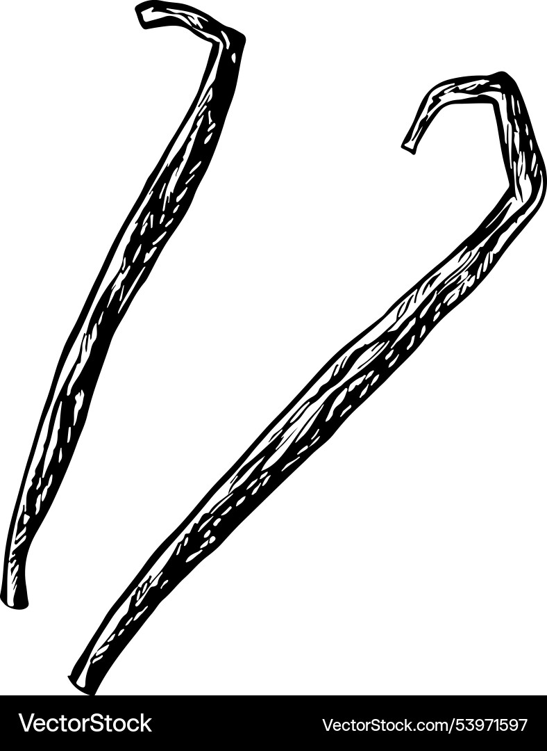Vanilla pods graphics with the image Vanilla pods graphics with the image Vector Image