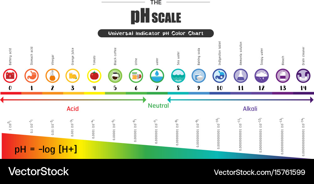 Ph scale universal indicator color chart vector image