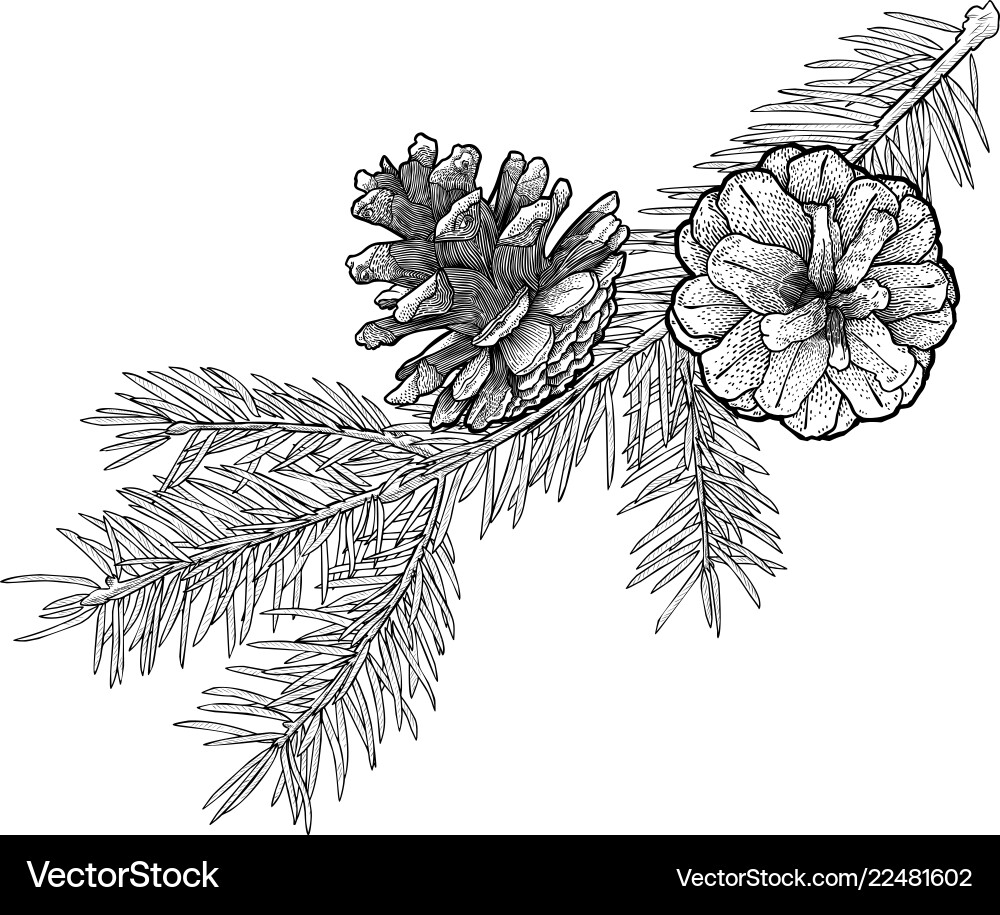 Hand drawn fir tree branch with cone isolated Hand drawn fir tree branch with cone isolated vector image