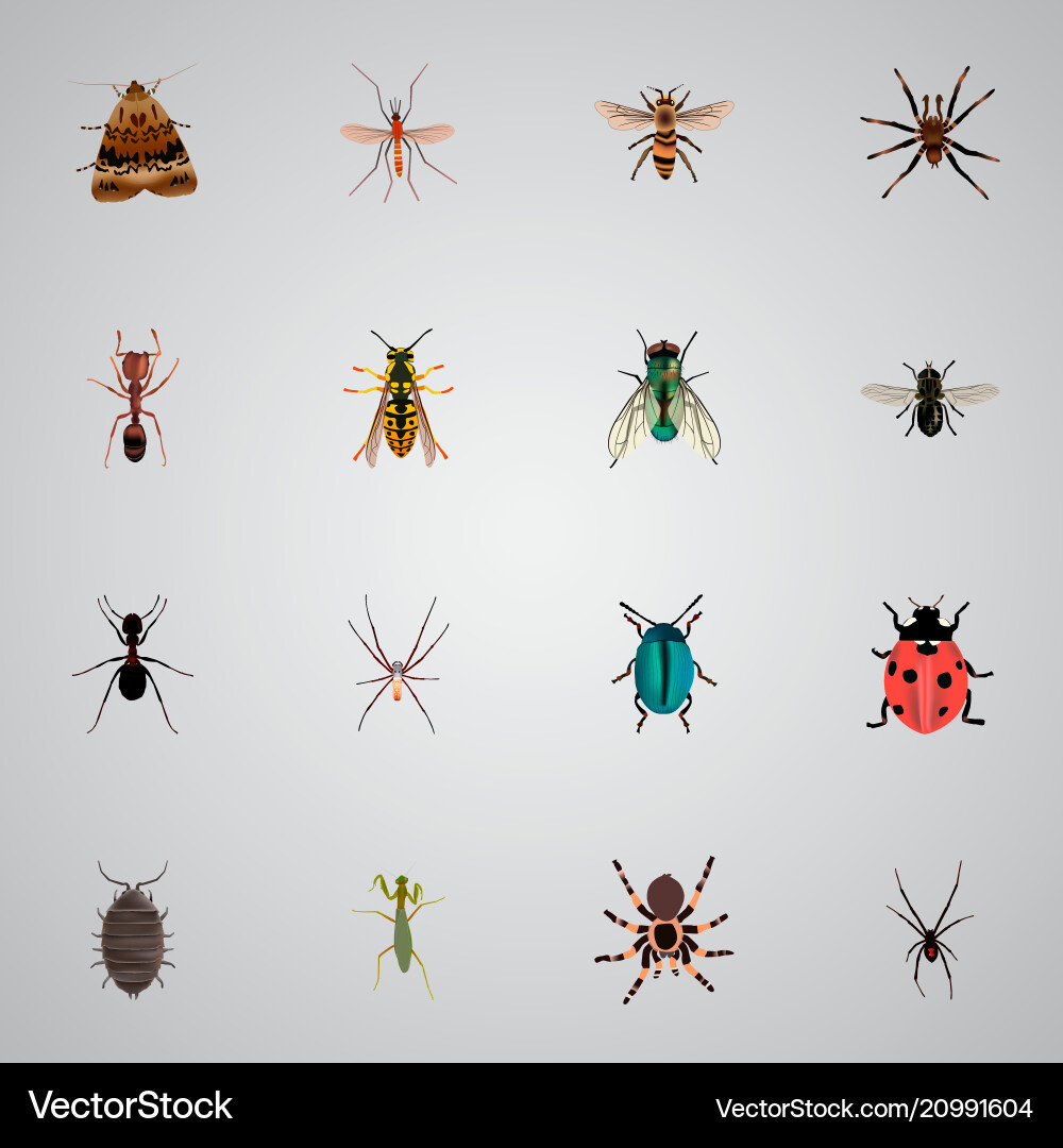 Set of insect realistic symbols with tarantula Vector Image