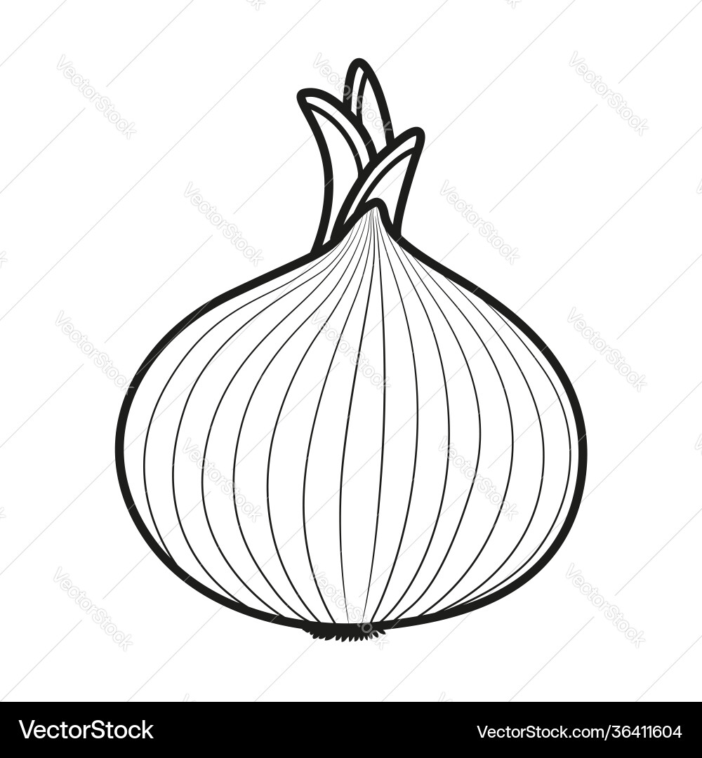 Sprouted onions linear drawing on white background – Royalty-Free Vector |  VectorStock, image size:1000x1080