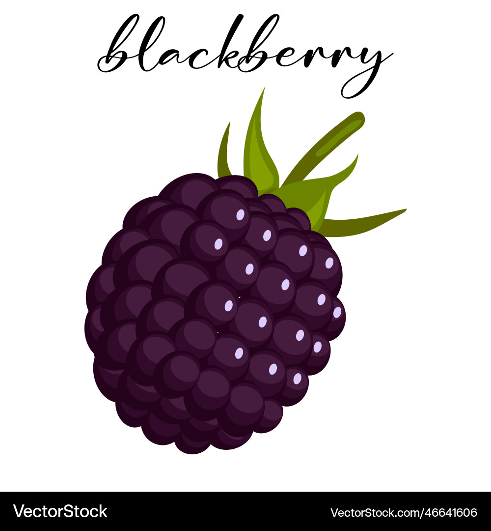 Dark purple blackberry flat icon with lettering Dark purple blackberry flat icon with lettering vector image