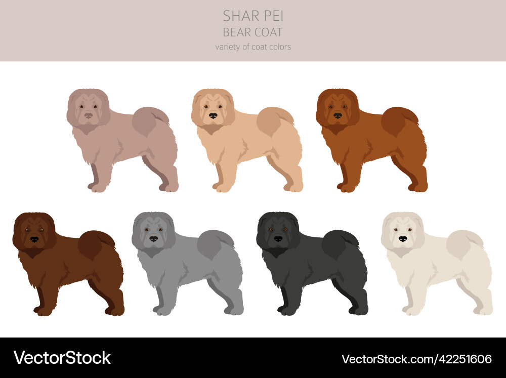 Shar pei bear coat clipart different poses Shar pei bear coat clipart different poses vector image