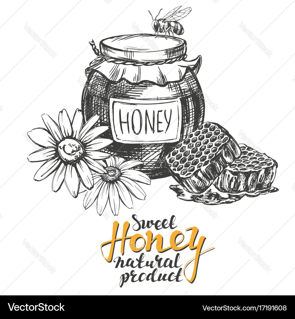 Honey design elements set detailed engraved Vector Image
