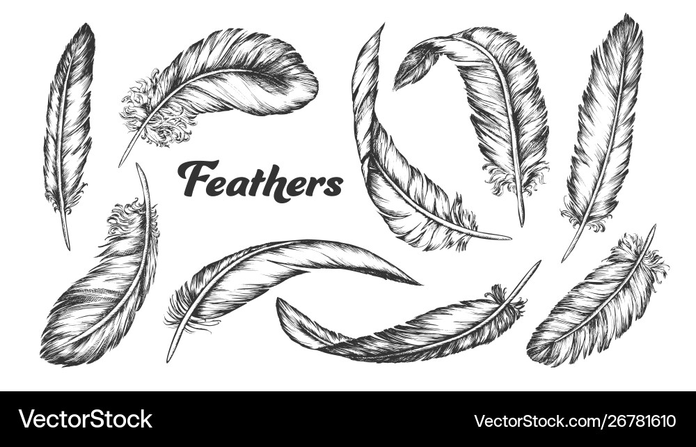 Detailed Feather Collection vector image