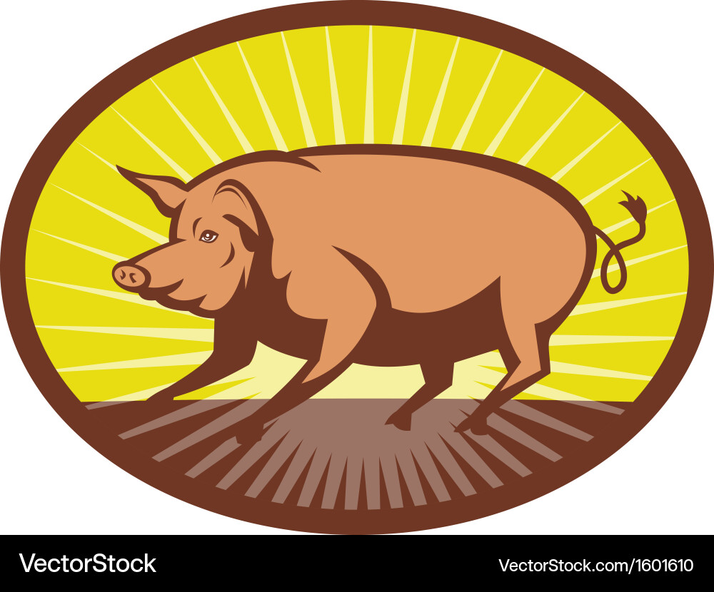 Side View Pig with Sunburst Background Vector Image