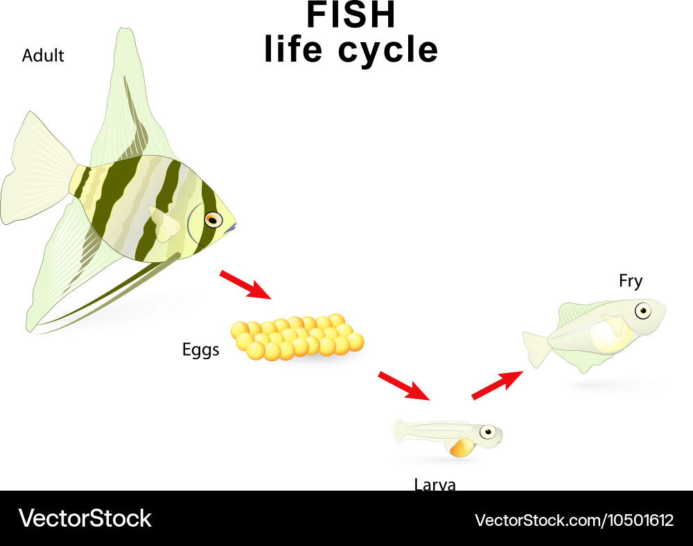 Fish Life Cycle - Angelfish Development Vector Image