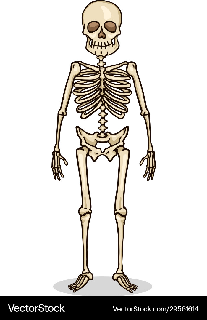 Cartoon color character - human skeleton Cartoon color character - human skeleton vector image